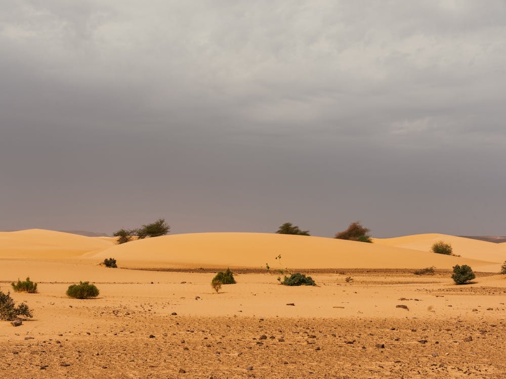 Sahara Desert In Mauritania In Africa
