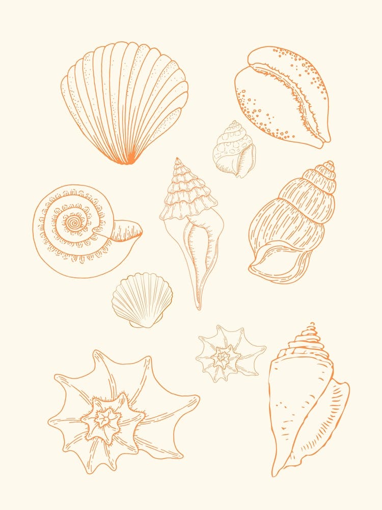 Shells Line Drawing Poster