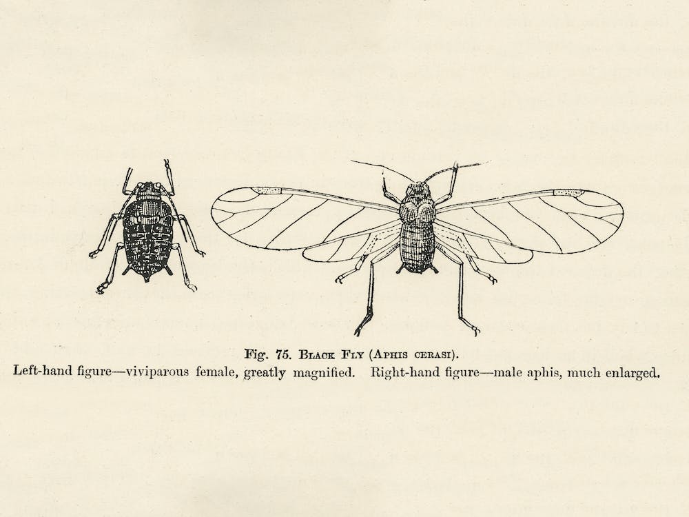 Vintage Illustration Of Black Fly, John Wright
