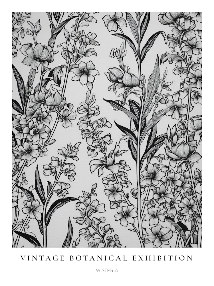 Glycine N&B Affiche Botanique Vintage