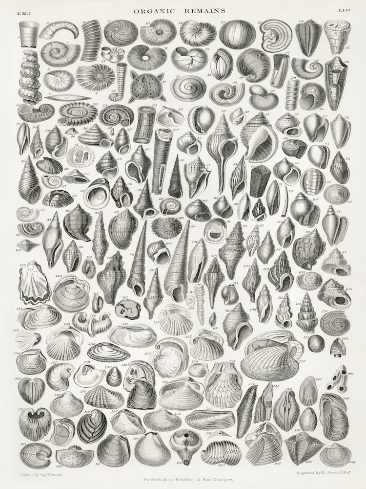 Organic Remains, Oliver Goldsmith 1