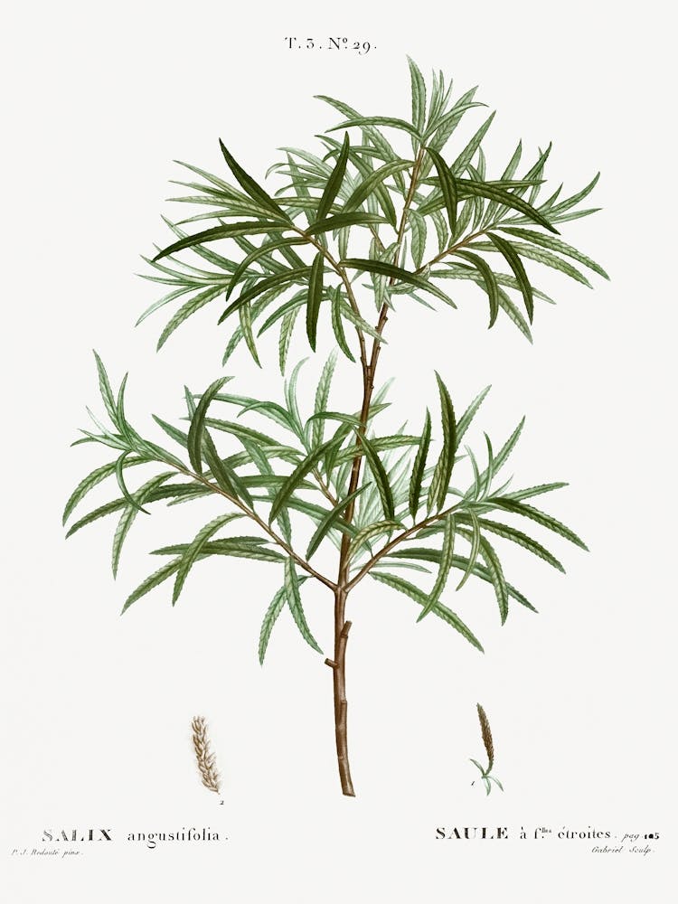 Bitter Willow, Pierre Joseph Redoute