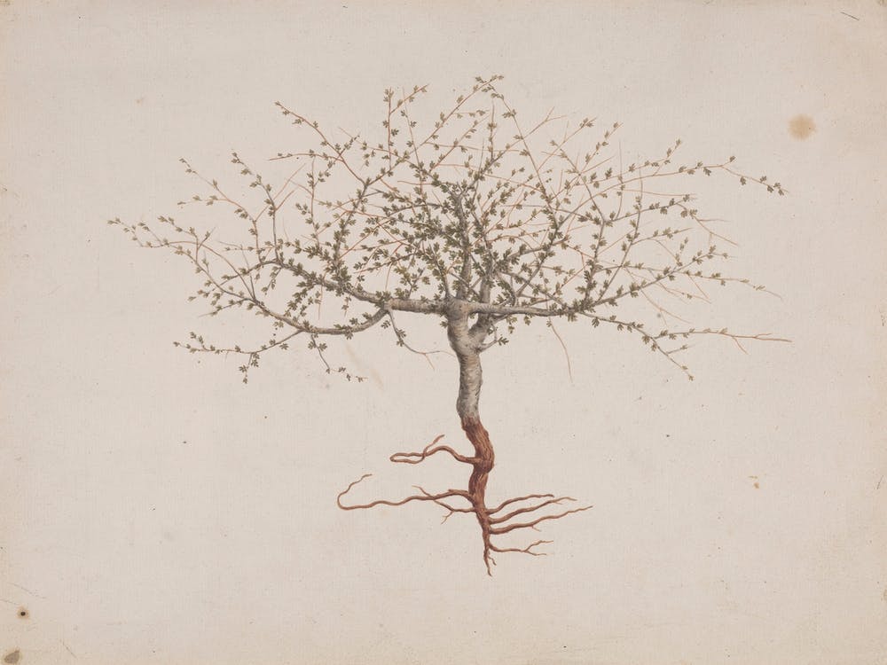 Balm Of Gilead, Opobalsam, Luigi Balugani