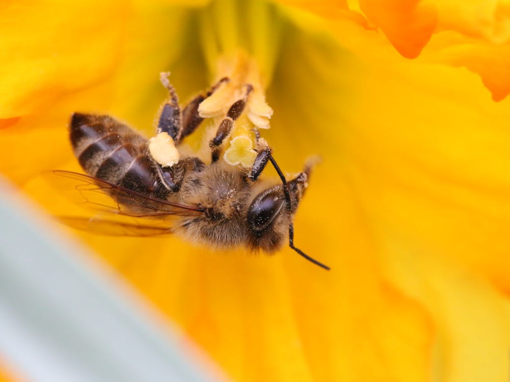 Busy Bee