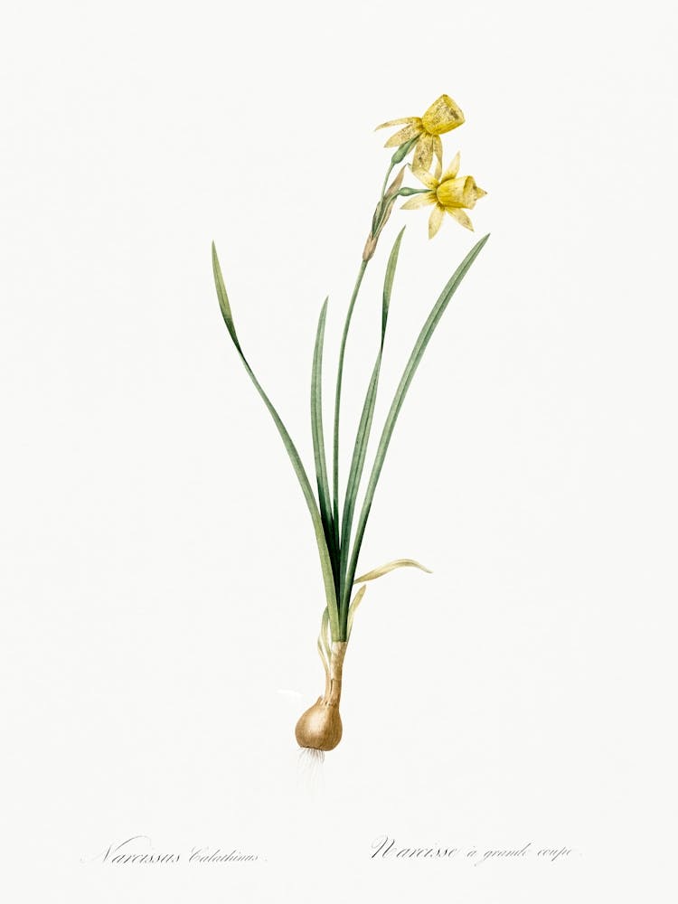 Narcissus Calathinus Illustration aus Les Liliacées (1805), Pierre Joseph Redoute