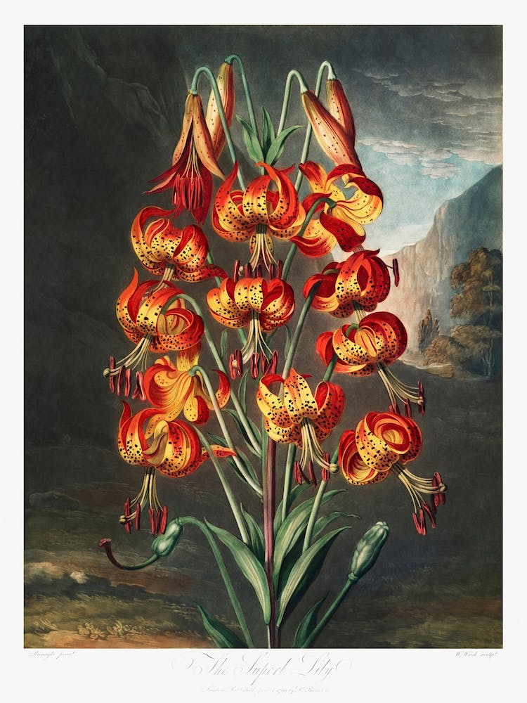 The Superb Lily From The Temple Of Flora (1807), Robert John Thornton
