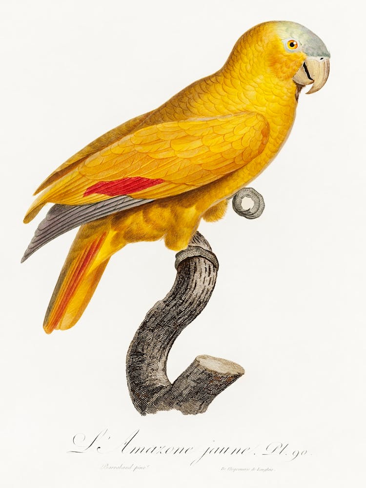 Der Blaustirnamazonas Aus Naturgeschichte der Papageien, Francois Levaillant