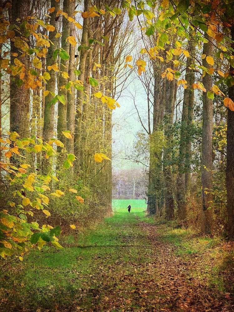 Promenade dans les bois d'automne
