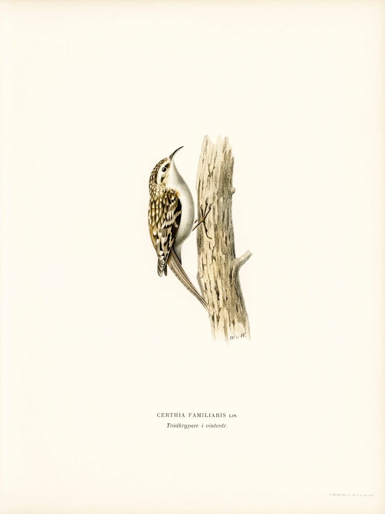 Eurasian Treecreeper, The Von Wright Brothers
