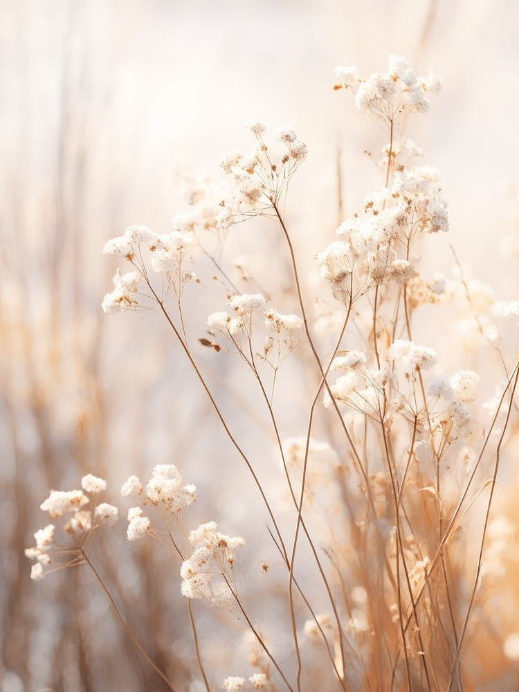 Boho Dried Flowers Forget Me Not 5