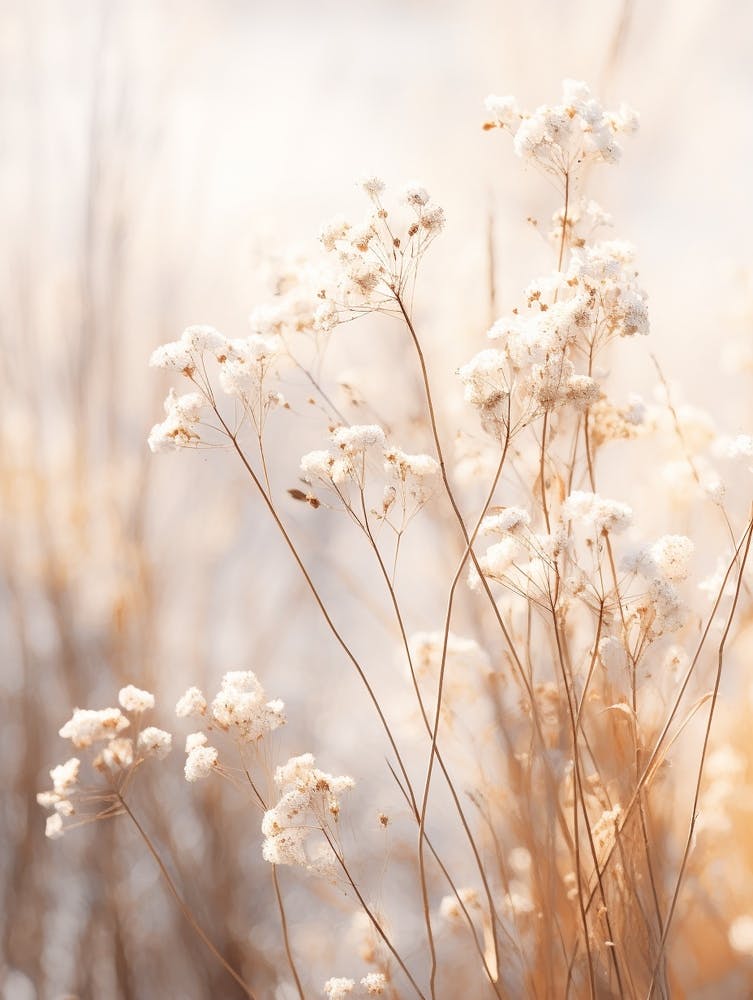 Boho Dried Flowers Forget Me Not 5