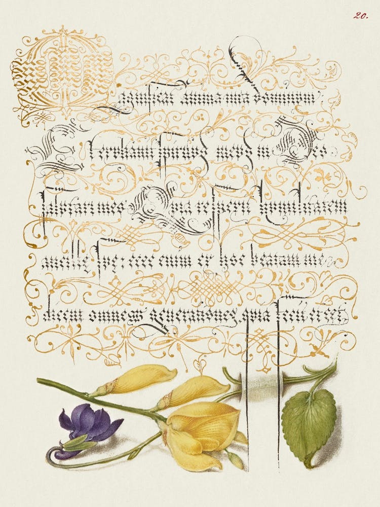 Duftveilchen und Spanischer Ginster aus Mira Calligraphiae Monumenta, Joris Hoefnagel