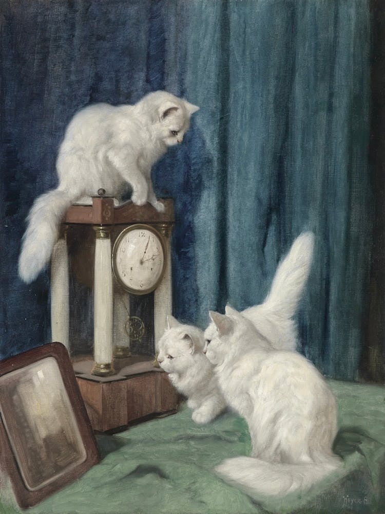 Three White Cats