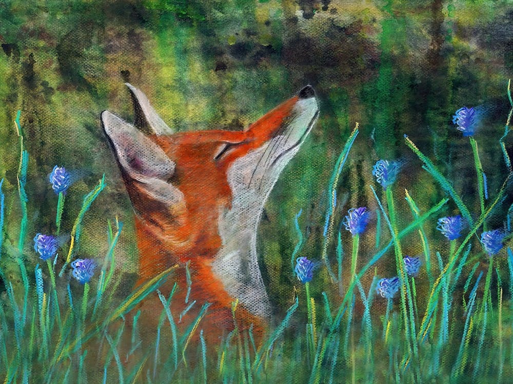 Relaxed Fox And Lavenders