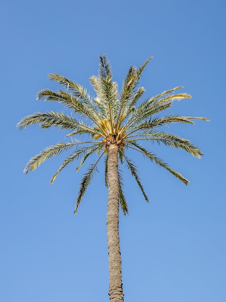 Palm Tree Against Blue Sky