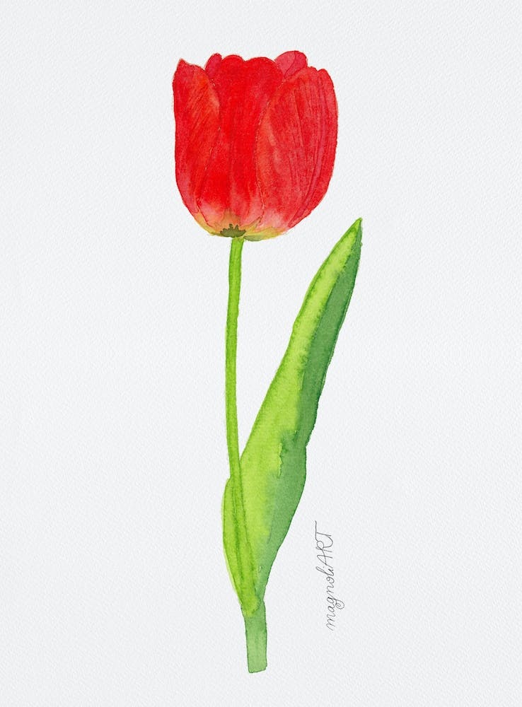 Tulip6