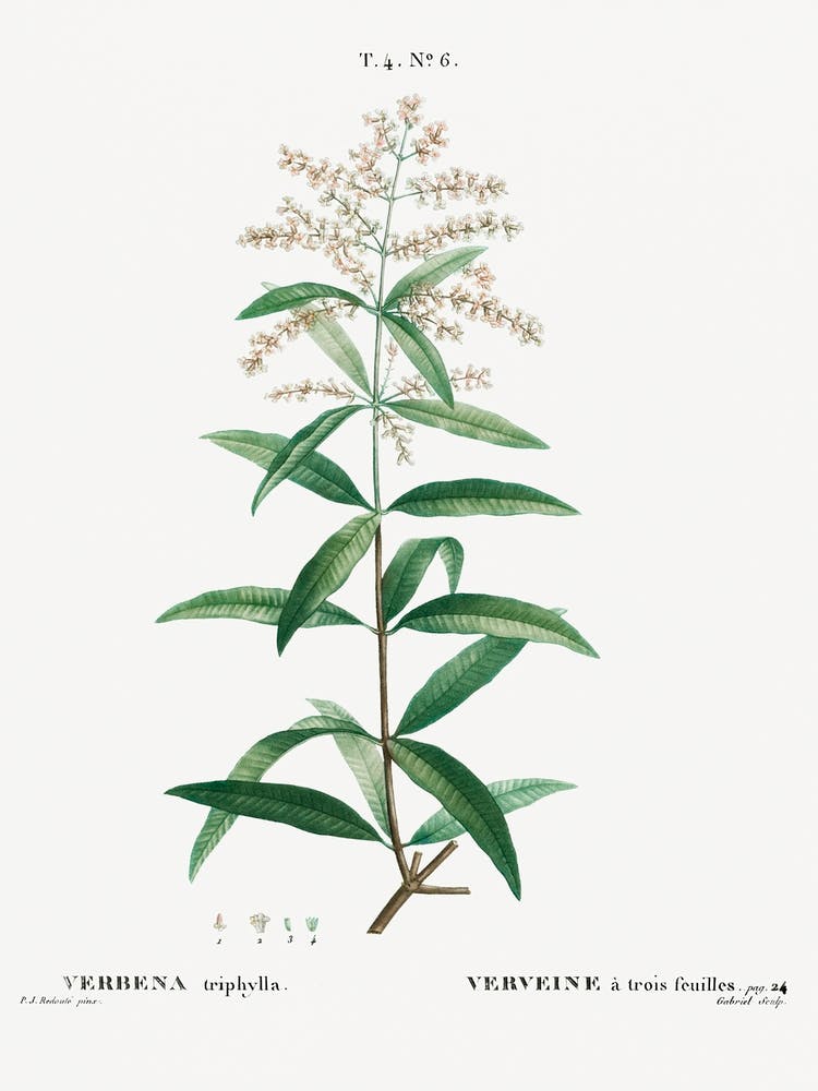 Lemon Verbena, Pierre Joseph Redoute