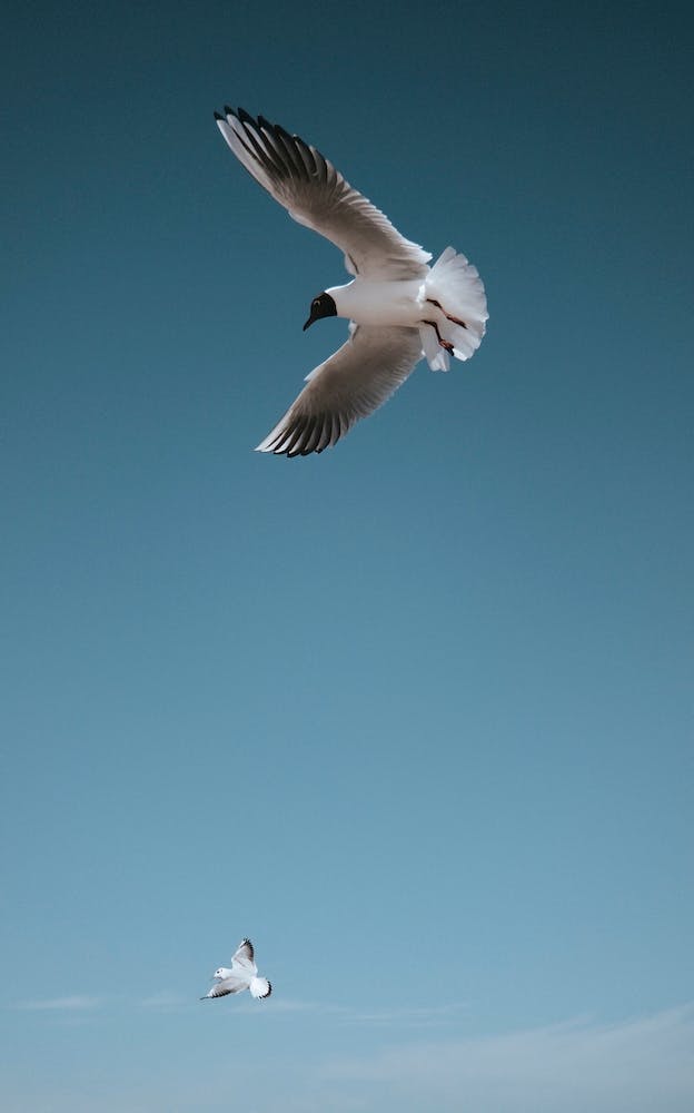 Sea Gulls