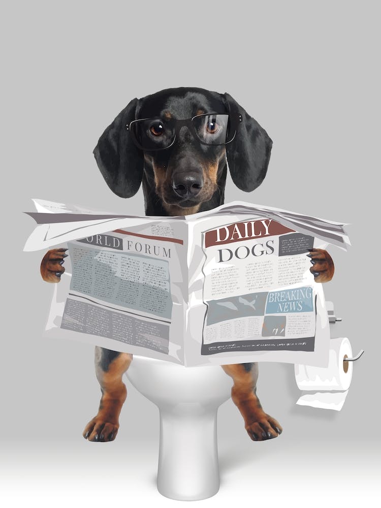 Black Tan Dachsund On The Toilet