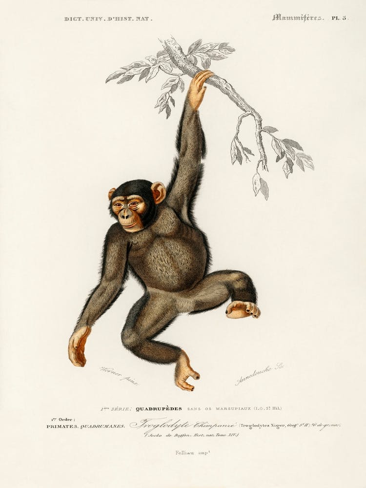 Chimpangze, Charles Dessalines D'Orbigny