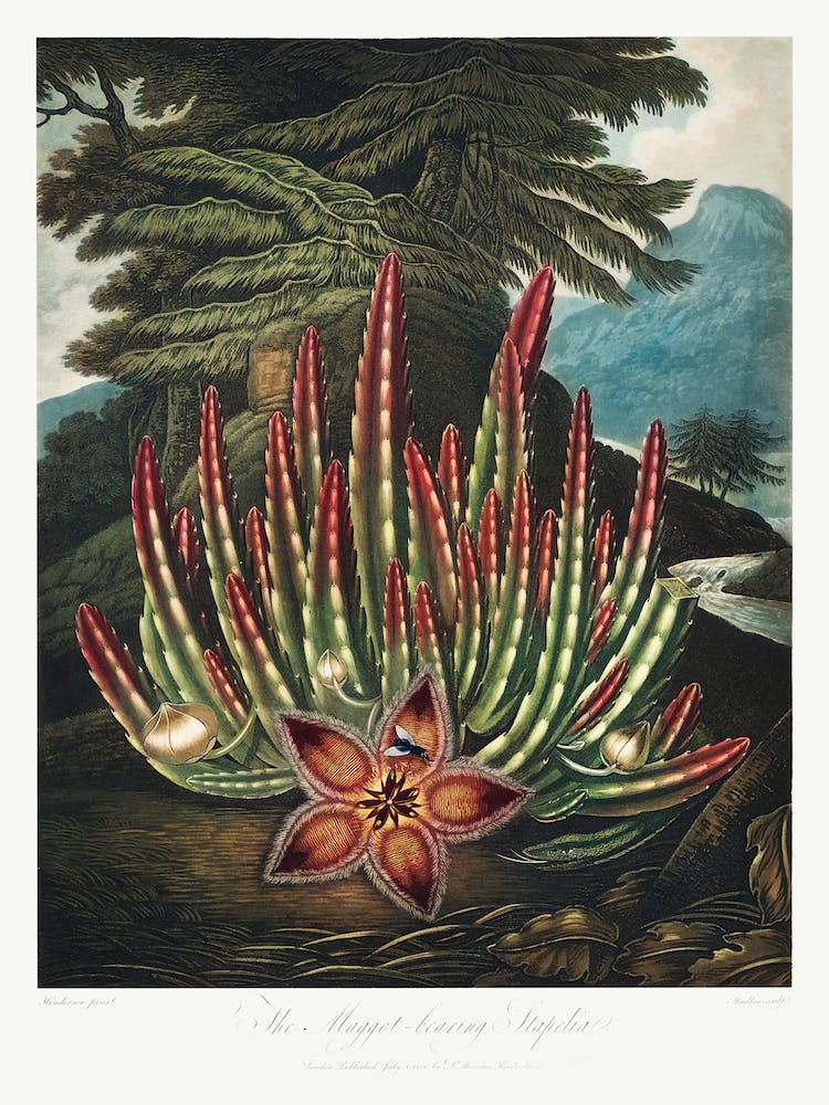 The Maggot–Bearing Stapelia From The Temple Of Flora (1807), Robert John Thornton