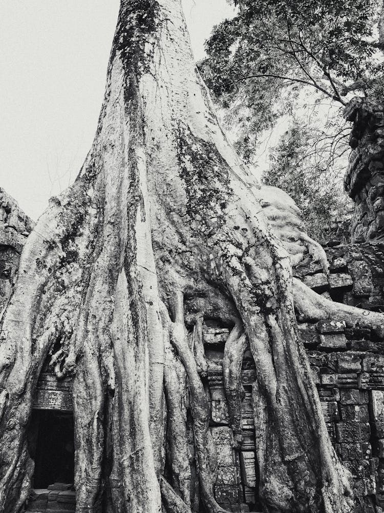 Enmeshed Bayon Tree Angkor