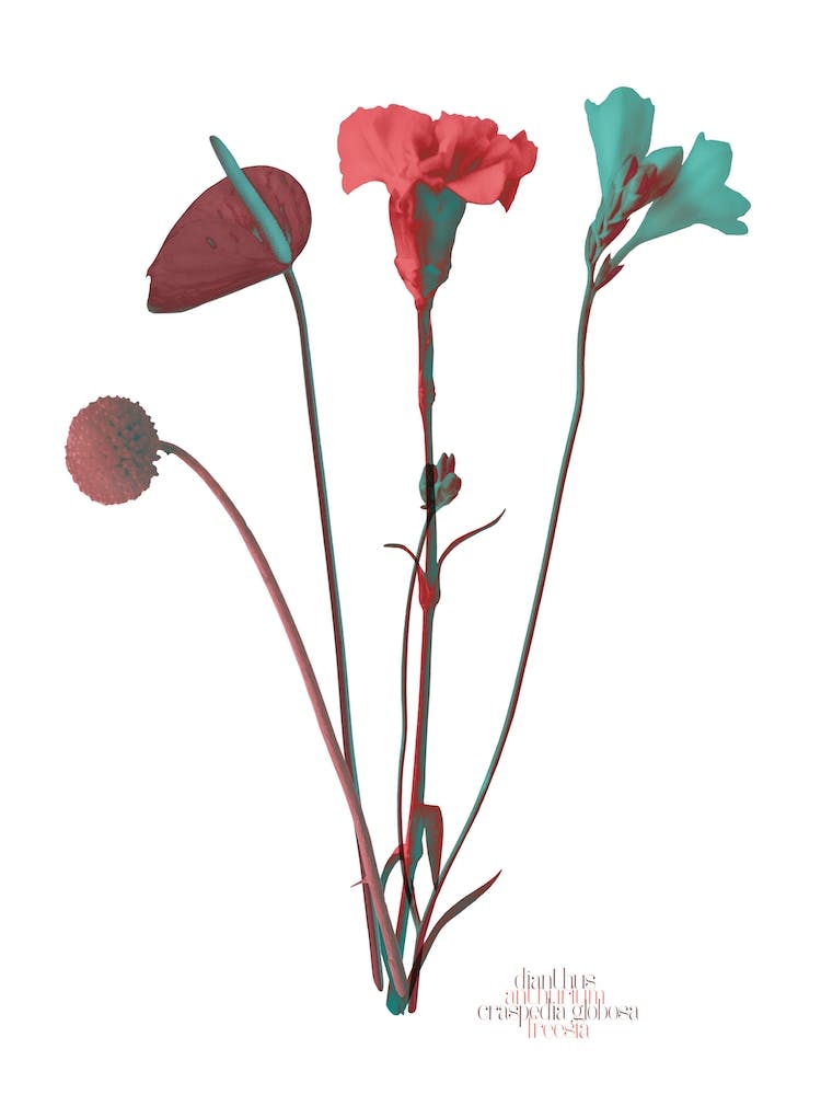 Ode aux Fleurs Rouge