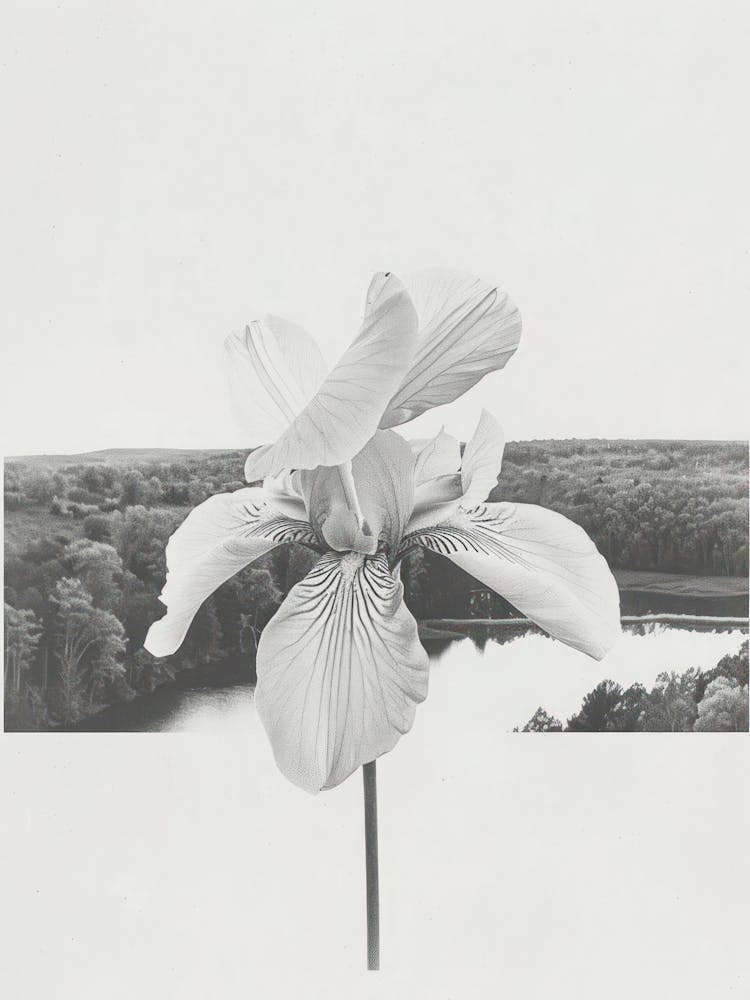 Irisblumen-Fotocollage 3