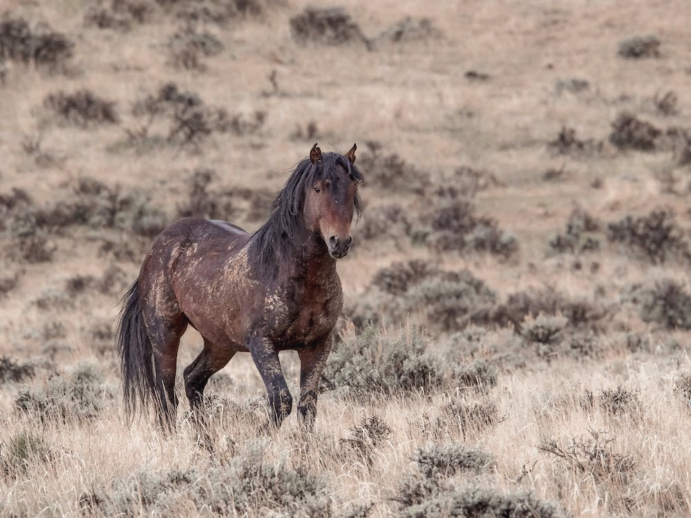 Bay Horse