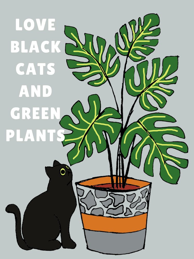 Black Cat and green Plant