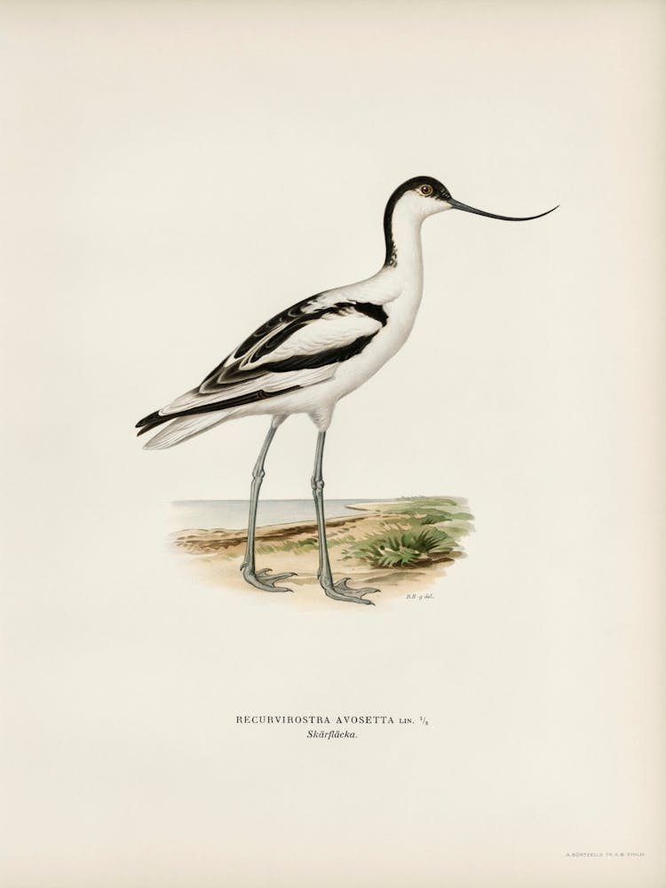 Pied Avocet, The Von Wright Brothers