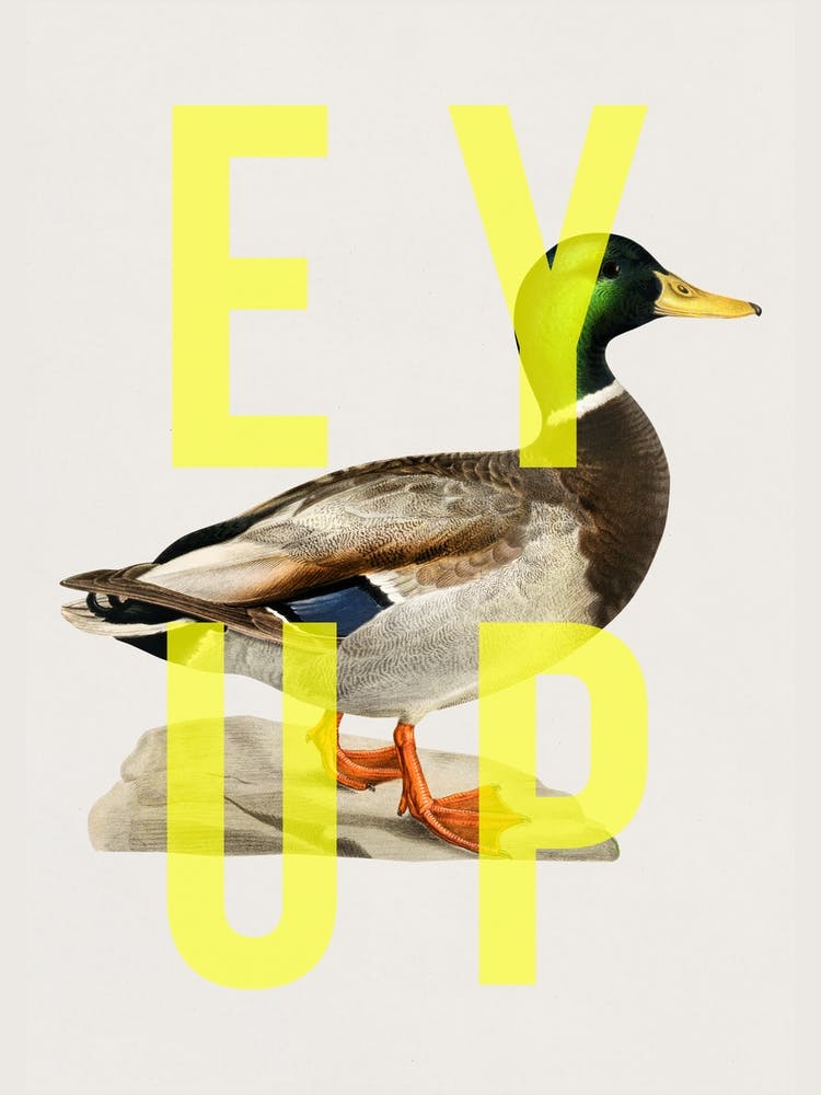 Ey Up Duck