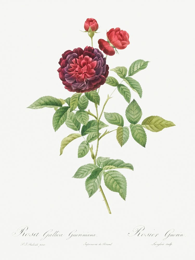 Guerin S Rose, Pierre Joseph Redoute