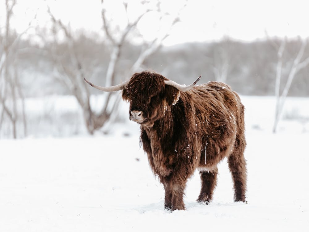Shaggy Winter Cow