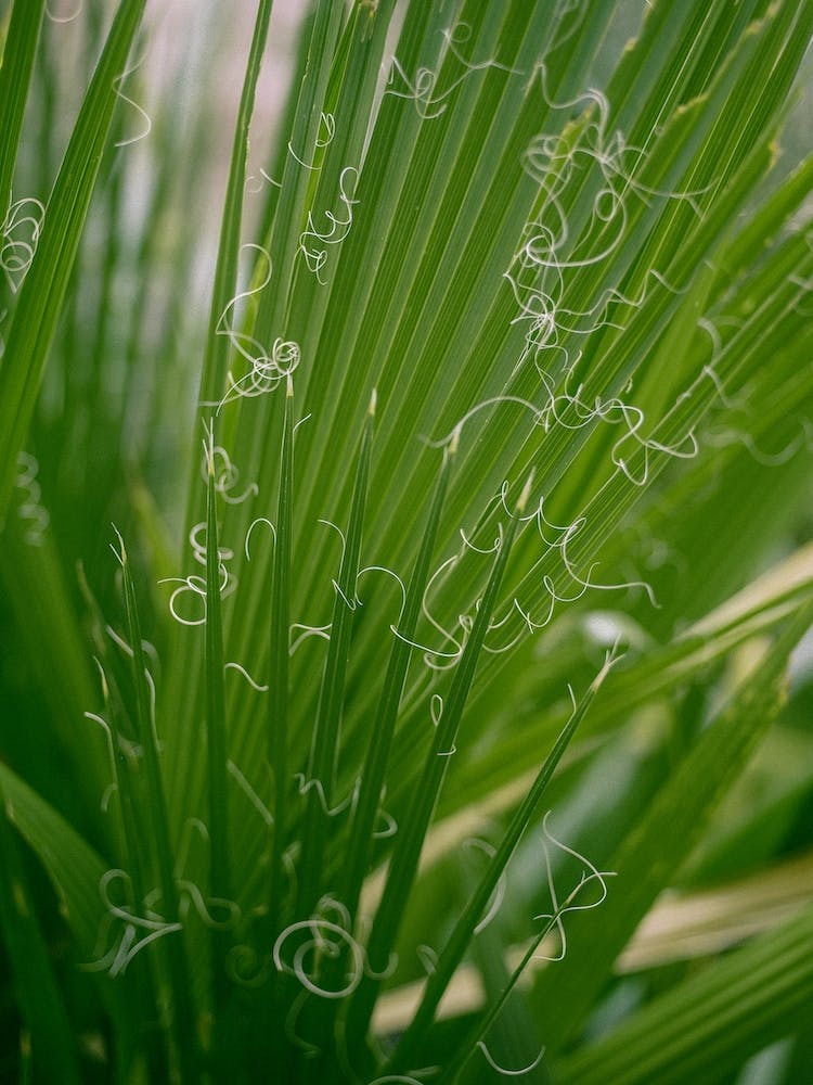 Abstract Green Fan Palm