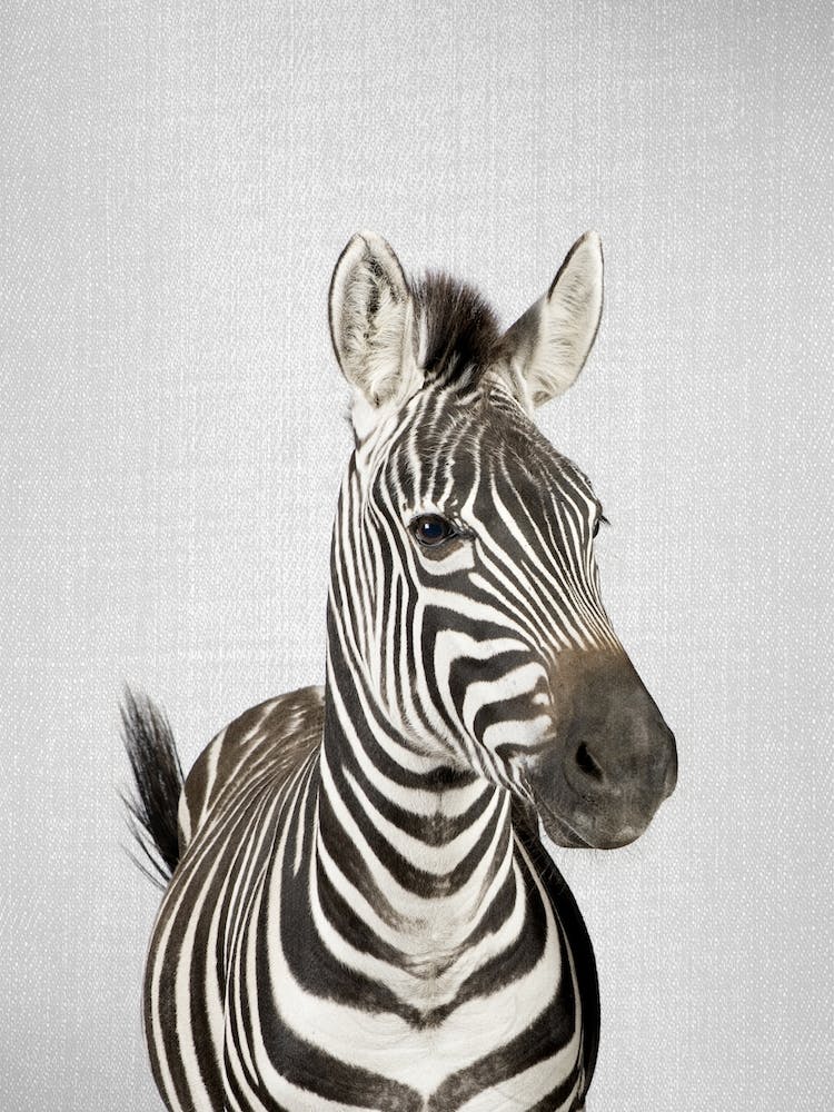 Zebra