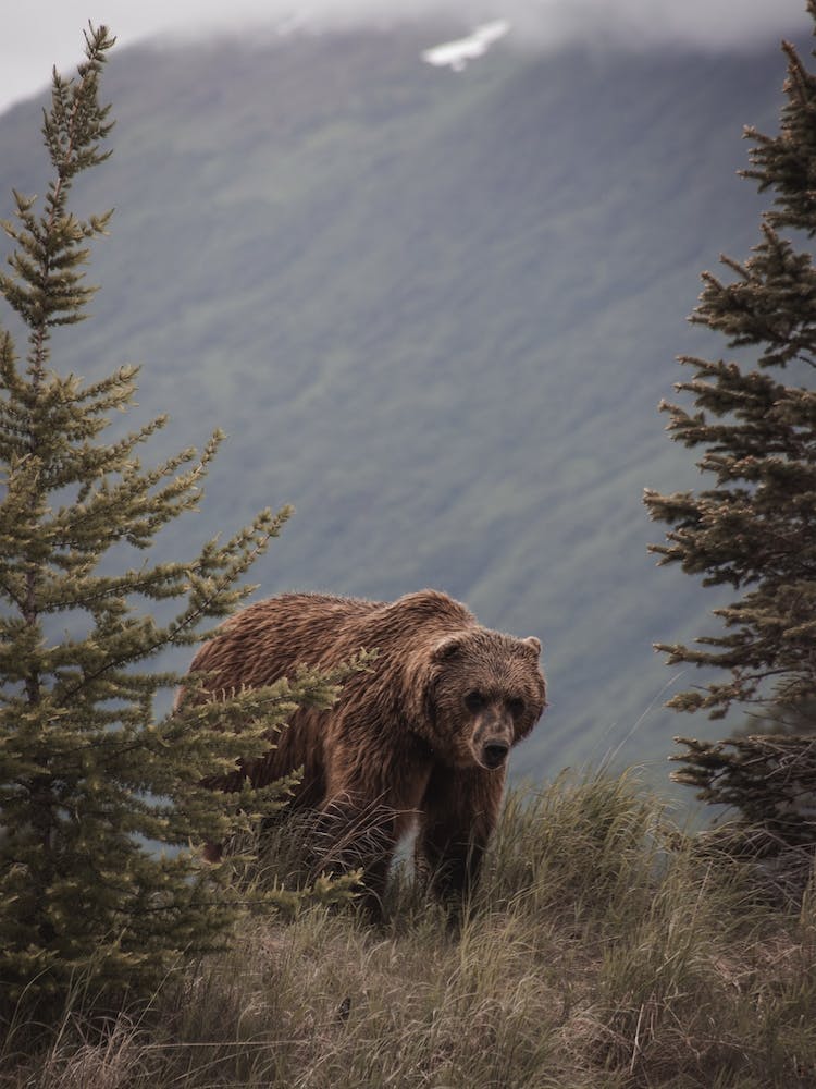 Bear On Mountain Top