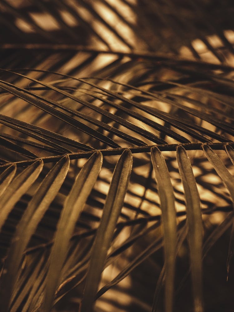 Palm Leaves