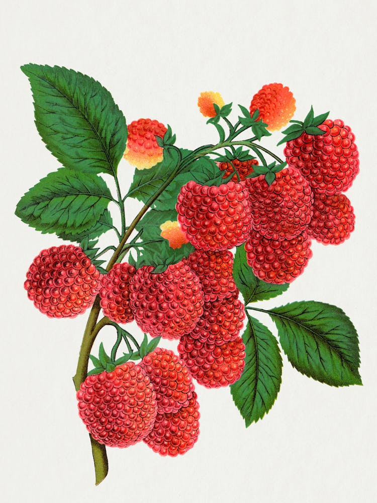 Raspberries On A Branch