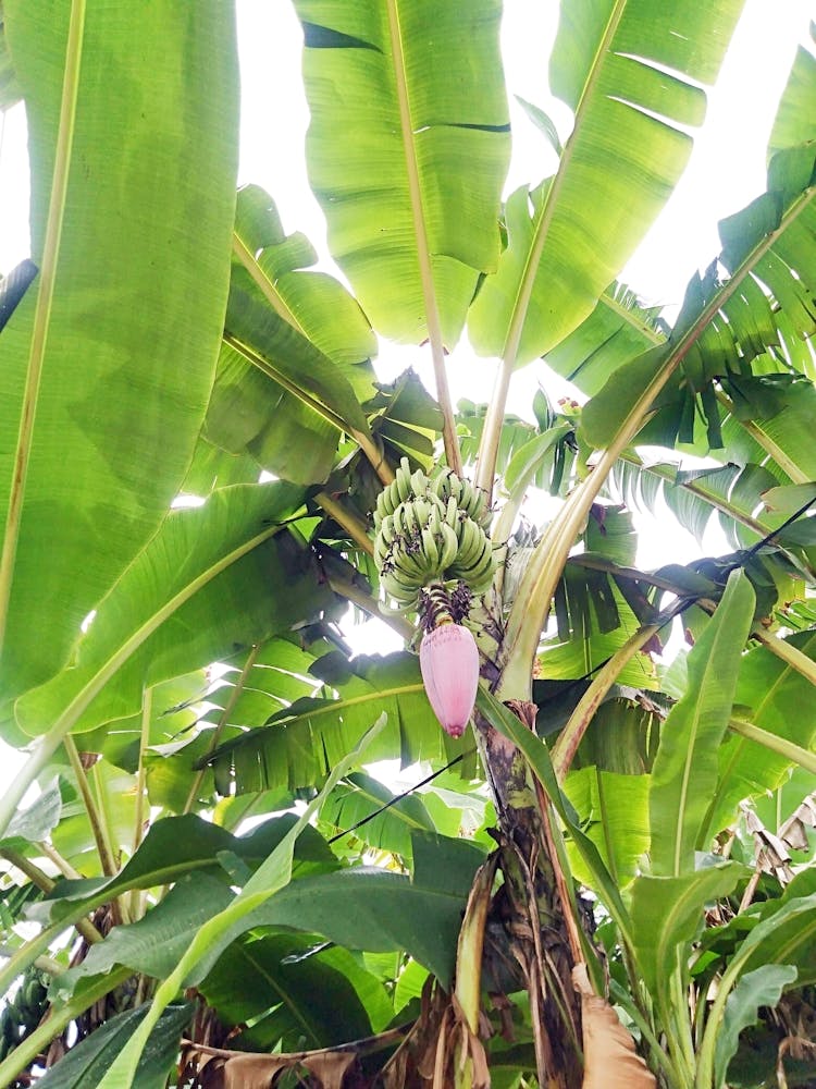 Banana Tree