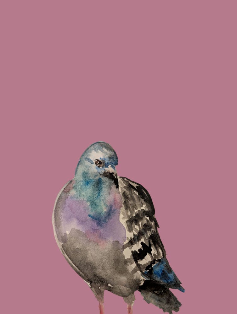 Pigeon Illustration Watercolour Pink