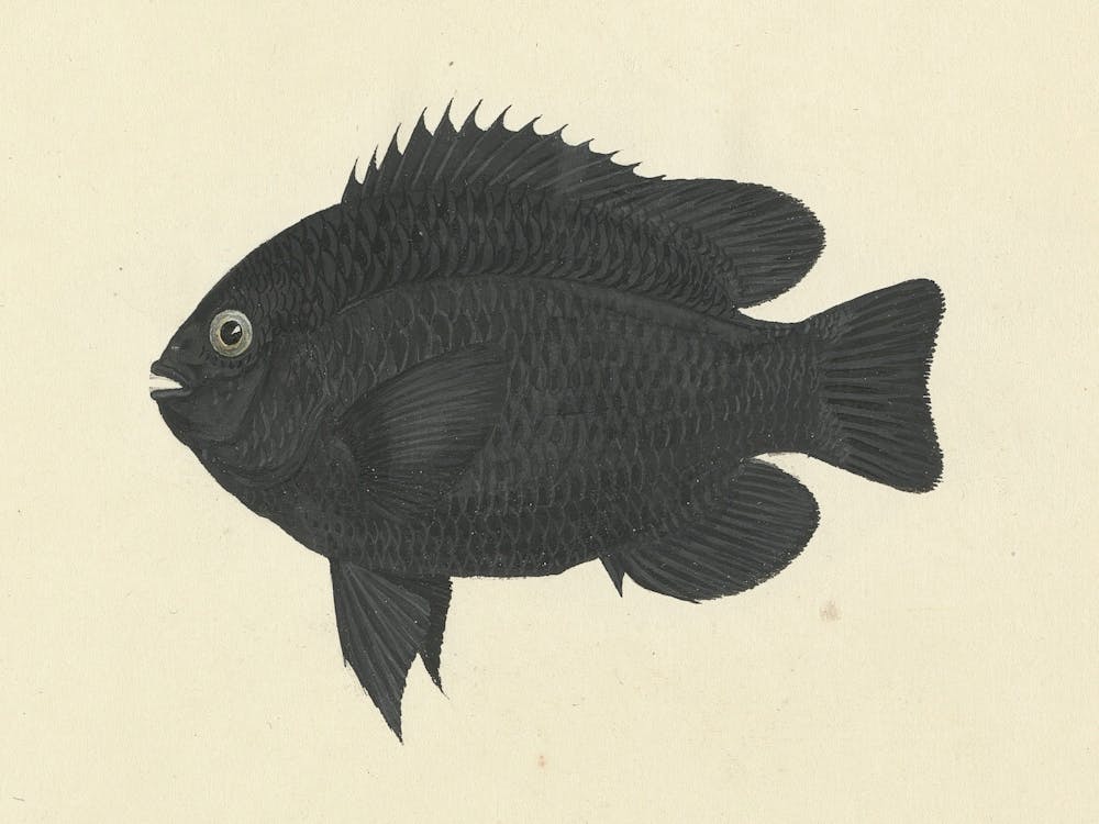 Unidentified Fish, Luigi Balugani (12)