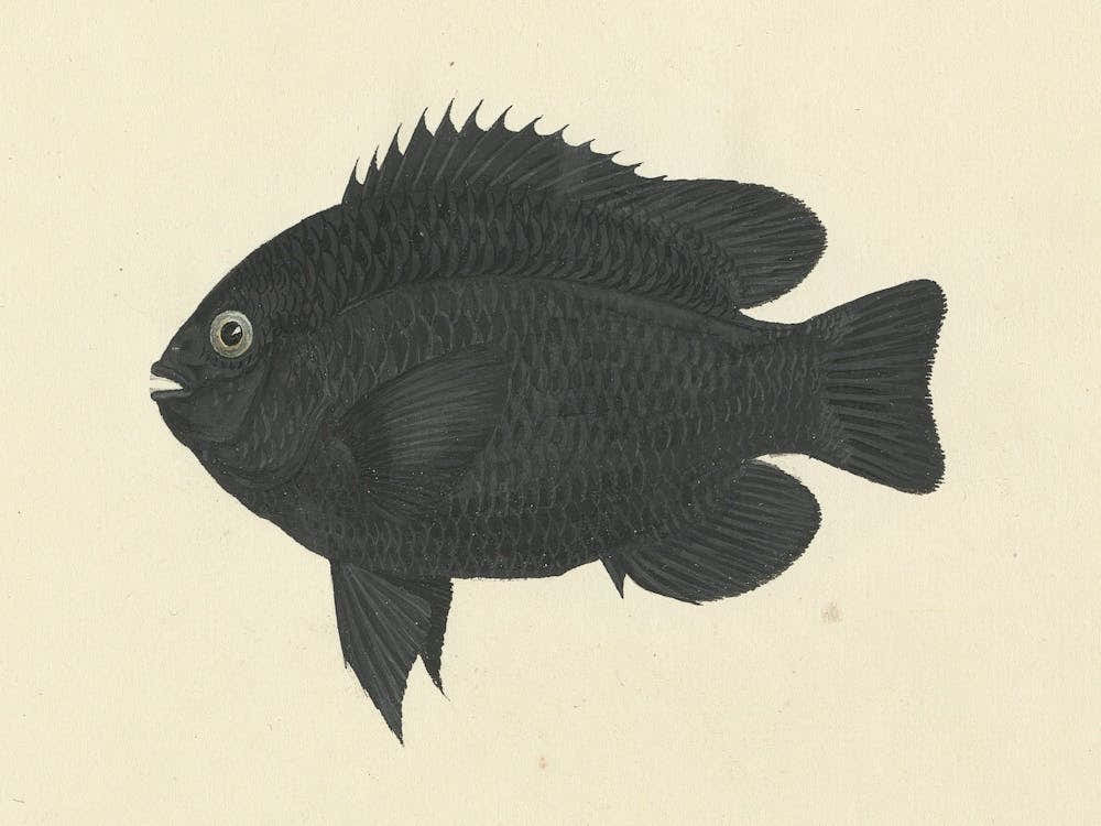 Unidentified Fish, Luigi Balugani (12)