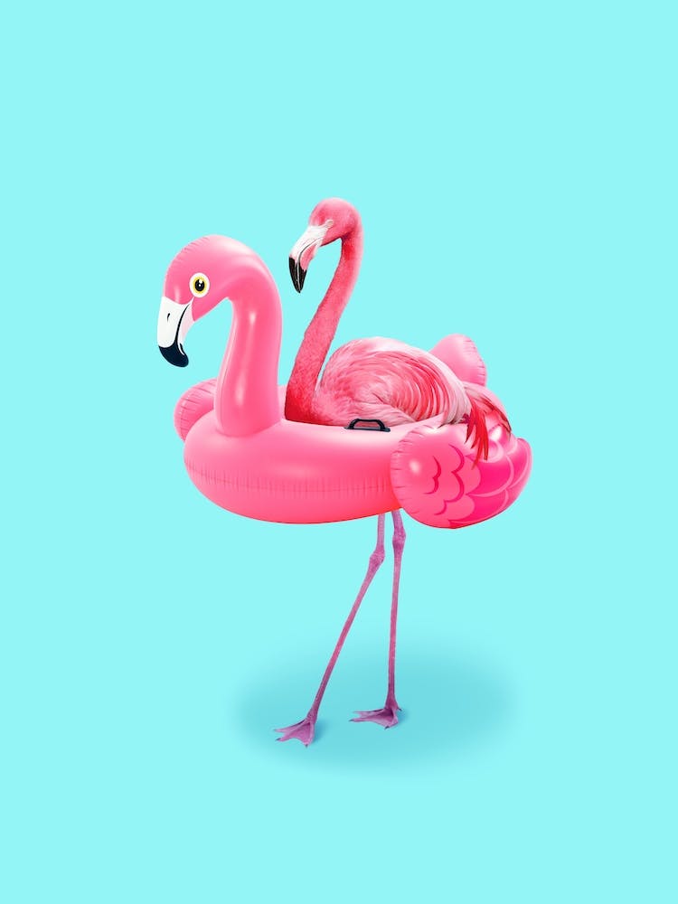 Flamingo On Vacation