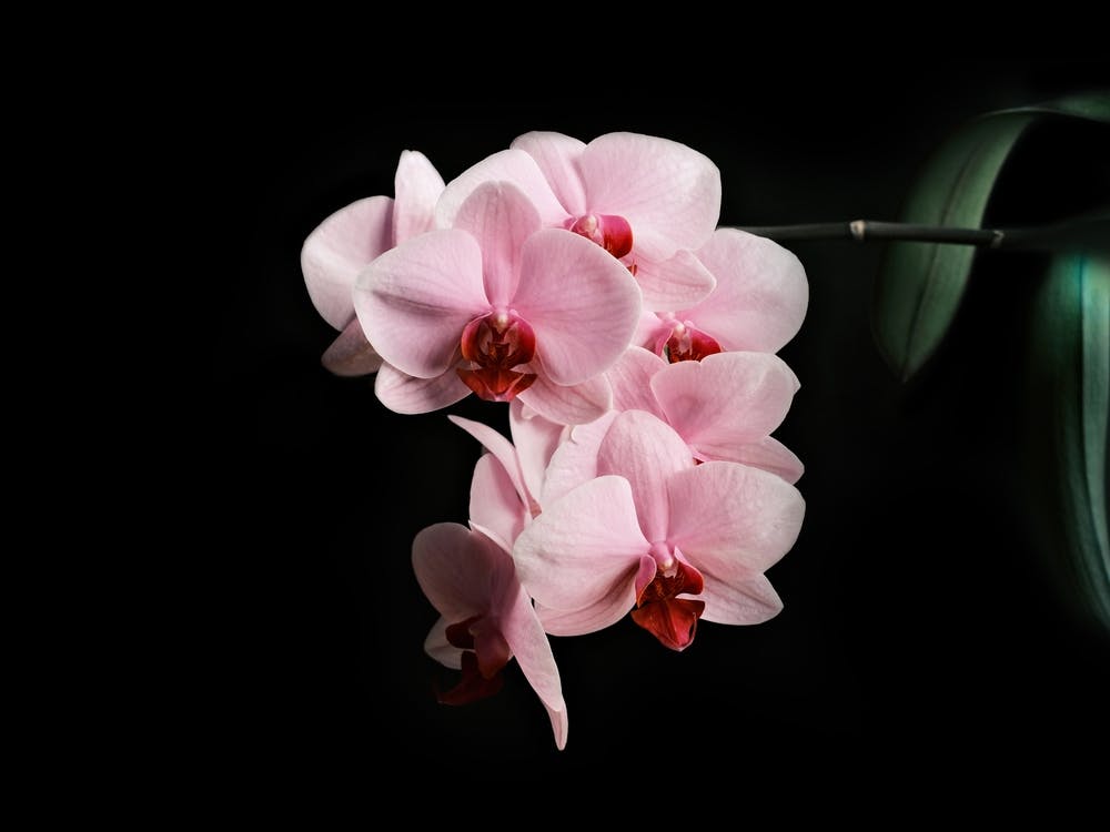Blooming Pink Orchid // Nature Photography