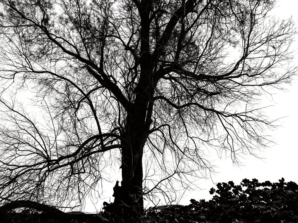 Silhouette Of Bare Tree Black And White 5