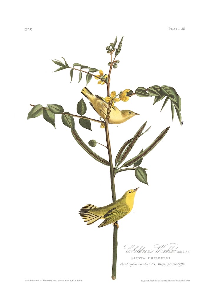 Children'S Warbler