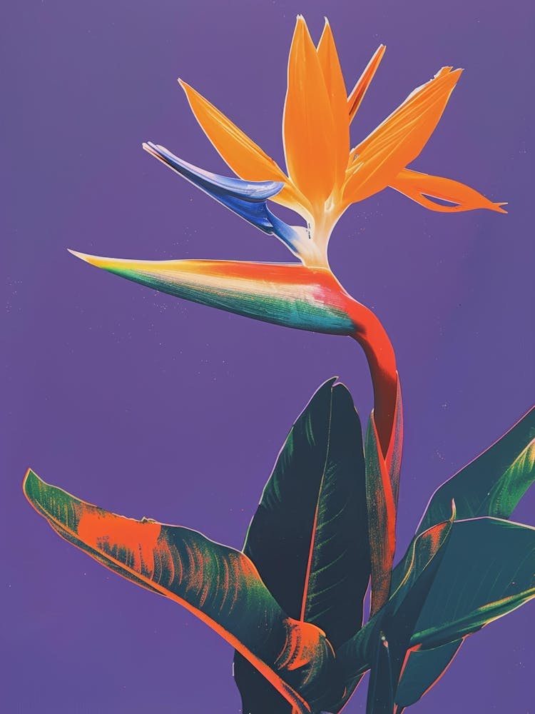 Bird Of Paradise 50