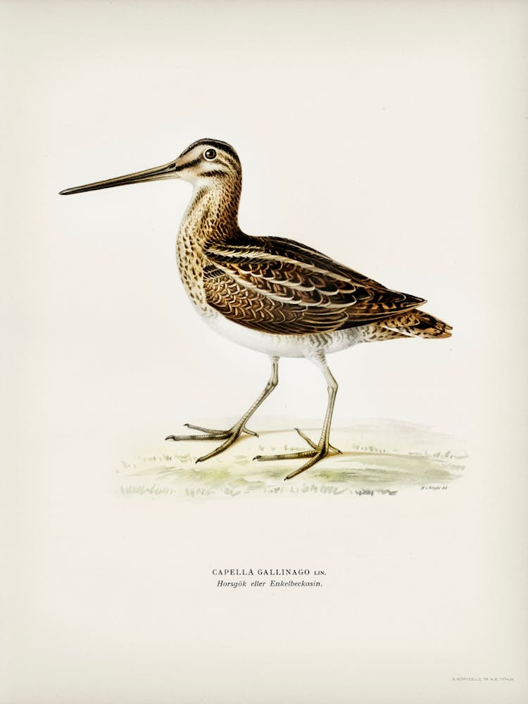 Common Snipe (Capella Gallinago), The Von Wright Brothers