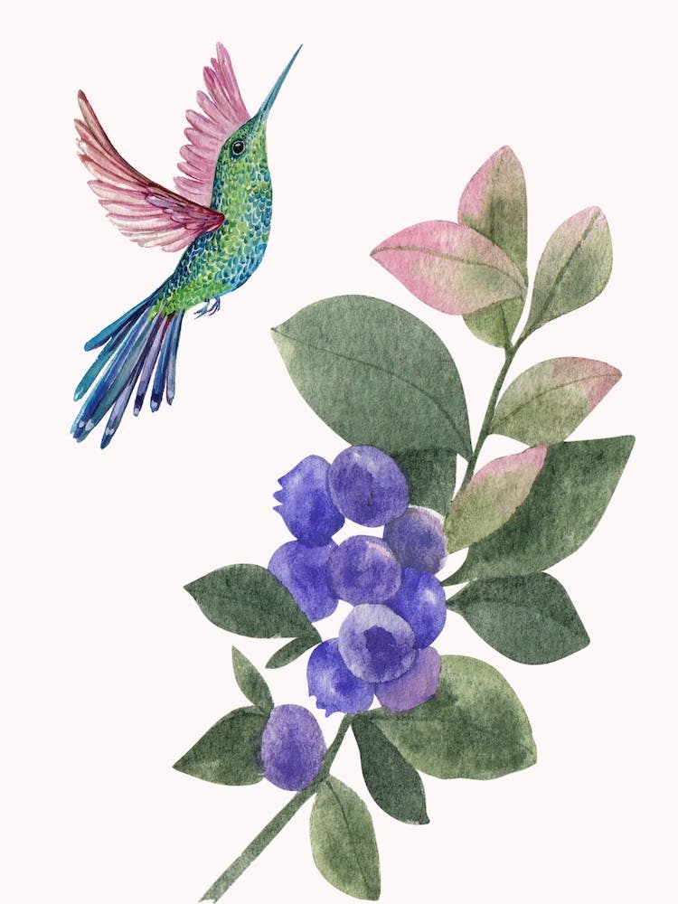 Hummingbird And Blueberry